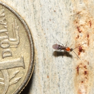 Braconidae (family) at Acton, ACT - 27 Jun 2021