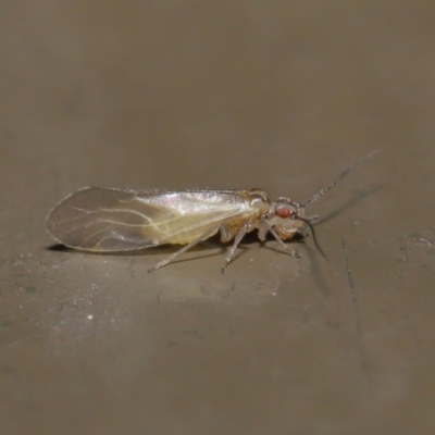 Valenzuela (Genus) (A barklouse) at Acton, ACT - 25 Jun 2021 by TimL