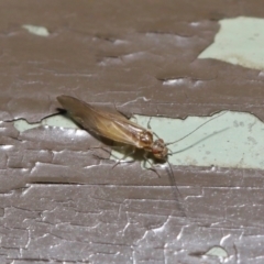 Valenzuela sp. (genus) at Acton, ACT - 25 Jun 2021