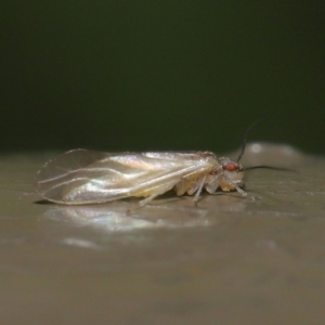 Valenzuela sp. (genus) at Acton, ACT - 25 Jun 2021