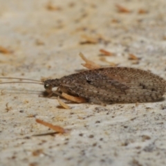 Micromus tasmaniae (Tasmanian Brown Lacewing) at ANBG - 15 Jun 2021 by TimL