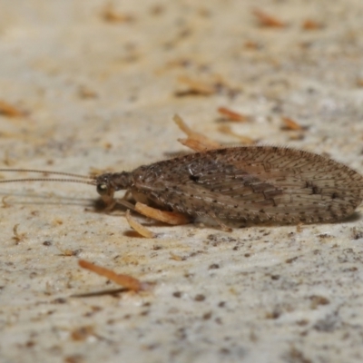 Micromus tasmaniae (Tasmanian Brown Lacewing) at Downer, ACT - 15 Jun 2021 by TimL