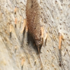 Micromus tasmaniae at Downer, ACT - 15 Jun 2021 11:22 AM