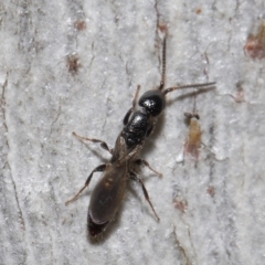 Bethylidae (family) (Bethylid wasp) at ANBG - 27 Jun 2021 by TimL