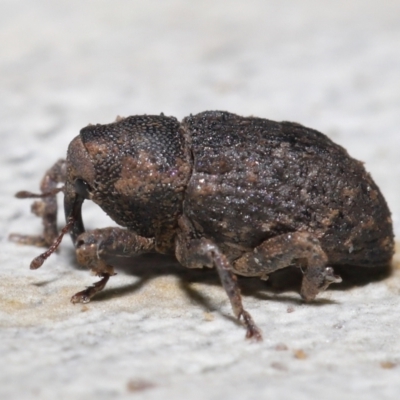 Cryptorhynchini sp. (tribe) (Unidentified cryptorhynchine weevil) at ANBG - 4 Jun 2021 by TimL