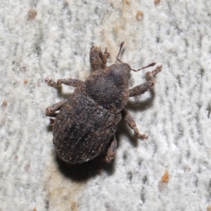 Cryptorhynchini sp. (tribe) at Downer, ACT - 4 Jun 2021