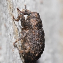 Cryptorhynchini sp. (tribe) at Downer, ACT - 4 Jun 2021