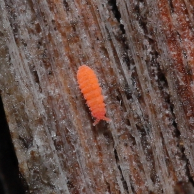 Poduromorpha sp. (order) (Plump Springtails) at Downer, ACT - 4 Jun 2021 by TimL