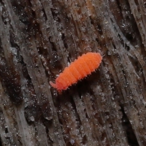 Poduromorpha sp. (order) at ANBG - 4 Jun 2021