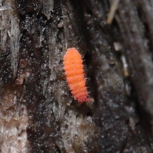 Poduromorpha sp. (order) at ANBG - 4 Jun 2021