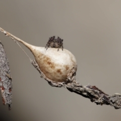 Unidentified Orb-weaving spider (several families) at Acton, ACT - 23 Jun 2021 by TimL