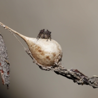 Araneus sp. (genus) at ANBG - 23 Jun 2021 by TimL