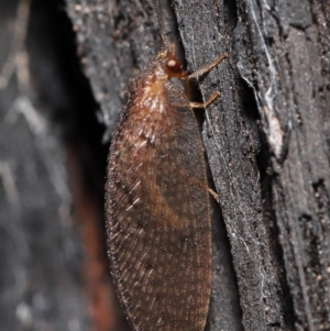 Psychobiella sp. (genus) at Acton, ACT - 23 Jun 2021 12:41 PM