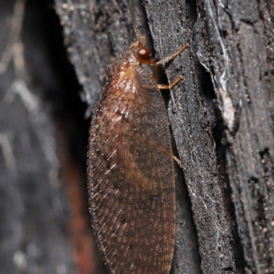 Psychobiella sp. (genus) (Brown Lacewing) at ANBG - 23 Jun 2021 by TimL