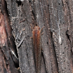 Psychobiella sp. (genus) at Acton, ACT - 23 Jun 2021