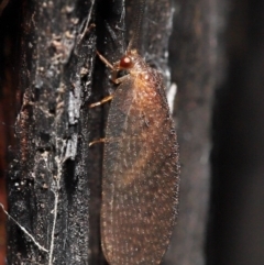 Psychobiella sp. (genus) at Acton, ACT - 23 Jun 2021