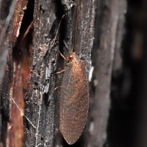 Psychobiella sp. (genus) at Acton, ACT - 23 Jun 2021