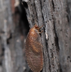 Psychobiella sp. (genus) at Acton, ACT - 23 Jun 2021