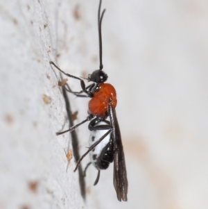 Braconidae (family) at Acton, ACT - 25 Jun 2021