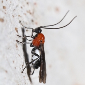 Braconidae (family) at Acton, ACT - 25 Jun 2021