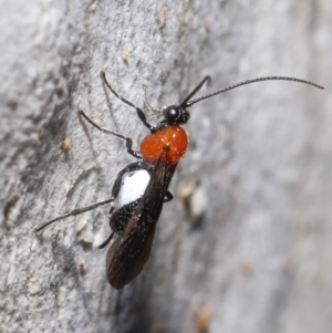 Braconidae (family) at Acton, ACT - 25 Jun 2021