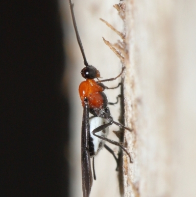 Braconidae (family) (Unidentified braconid wasp) at Acton, ACT - 25 Jun 2021 by TimL
