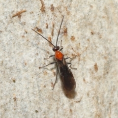 Braconidae (family) at Acton, ACT - 25 Jun 2021