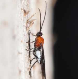 Braconidae (family) at Acton, ACT - 25 Jun 2021