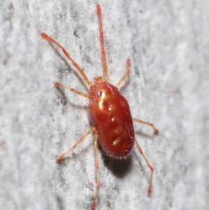 Rainbowia sp. (genus) at Acton, ACT - 11 Jun 2021 01:10 PM