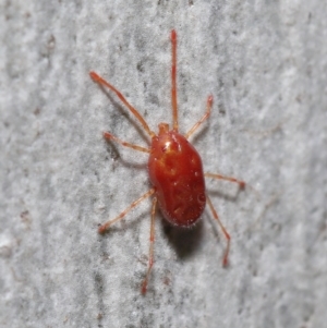 Rainbowia sp. (genus) at Acton, ACT - 11 Jun 2021 01:10 PM