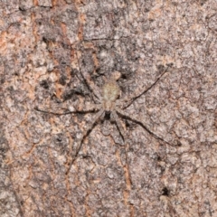 Tamopsis sp. (genus) (Two-tailed spider) at Acton, ACT - 11 Jun 2021 by TimL