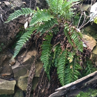 Polystichum proliferum (Mother Shield Fern) at Acton, ACT - 31 Jul 2021 by Ned_Johnston