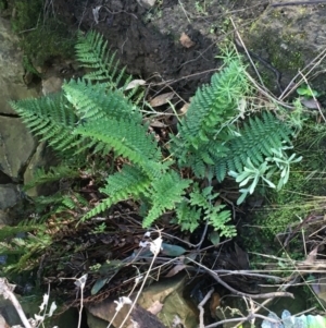 Polystichum proliferum at Acton, ACT - 31 Jul 2021 02:15 PM