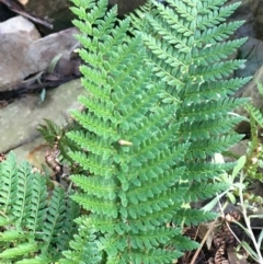 Polystichum proliferum at Acton, ACT - 31 Jul 2021