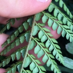 Polystichum proliferum at Acton, ACT - 31 Jul 2021 02:15 PM