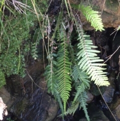 Doodia australis (Rasp Fern) at Black Mountain - 31 Jul 2021 by Ned_Johnston