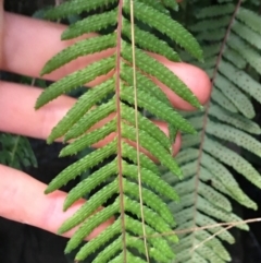 Blechnum parrisiae at Acton, ACT - 31 Jul 2021 02:41 PM