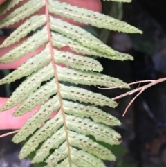 Blechnum parrisiae at Acton, ACT - 31 Jul 2021 02:41 PM