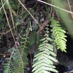 Blechnum parrisiae at Acton, ACT - 31 Jul 2021 02:41 PM