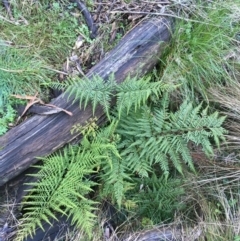 Pteris tremula (Tender Brake) at Black Mountain - 1 Aug 2021 by Ned_Johnston