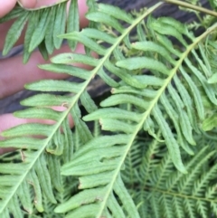 Pteris tremula at Acton, ACT - 1 Aug 2021 03:43 PM