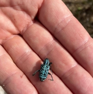 Chrysolopus spectabilis at Paddys River, ACT - 31 Jul 2021