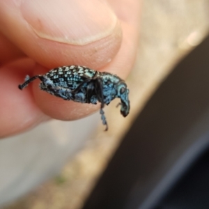 Chrysolopus spectabilis at Paddys River, ACT - 31 Jul 2021