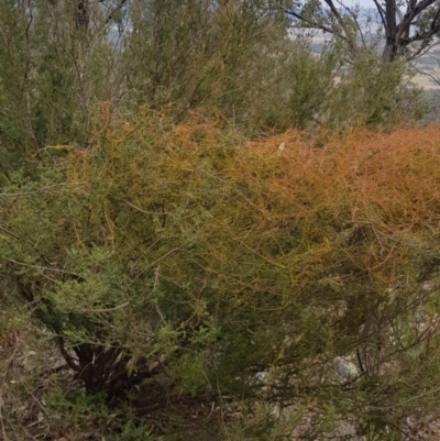 Cassytha (genus) (Dodder) at Paddys River, ACT - 31 Jul 2021 by jeremyahagan