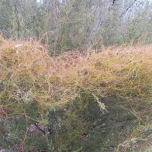 Cassytha sp. at Paddys River, ACT - 31 Jul 2021