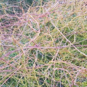 Cassytha sp. at Paddys River, ACT - 31 Jul 2021