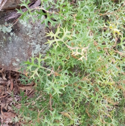 Grevillea ramosissima subsp. ramosissima (Fan Grevillea) at Tharwa, ACT - 31 Jul 2021 by jeremyahagan