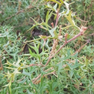 Grevillea ramosissima subsp. ramosissima at Tharwa, ACT - 31 Jul 2021 10:28 AM