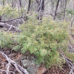 Grevillea ramosissima subsp. ramosissima at Tharwa, ACT - 31 Jul 2021 10:28 AM