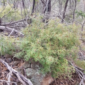 Grevillea ramosissima subsp. ramosissima at Tharwa, ACT - 31 Jul 2021 10:28 AM